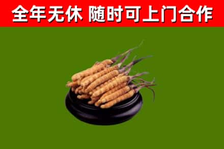 孟村回收散虫草
